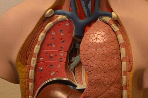 medical anatomy