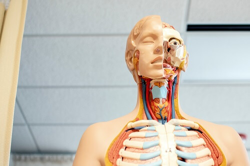 medical anatomy